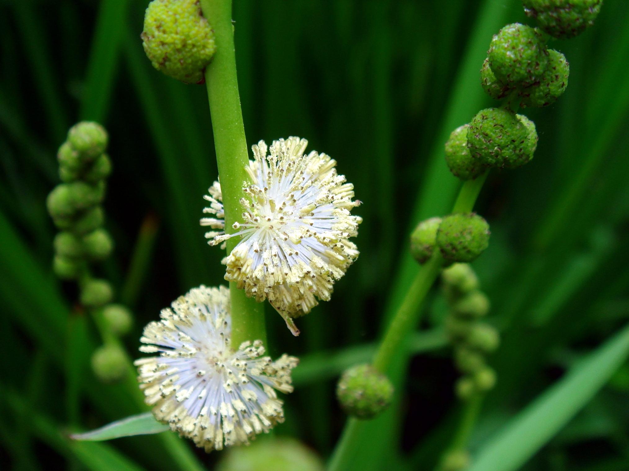 Sparganium erectum L.